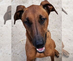 Doberman Pinscher-Unknown Mix Dogs for adoption in Lafayette, CA, USA