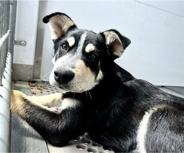 Medium Photo #2 German Shepherd Dog-Unknown Mix Puppy For Sale in San Bernardino, CA, USA
