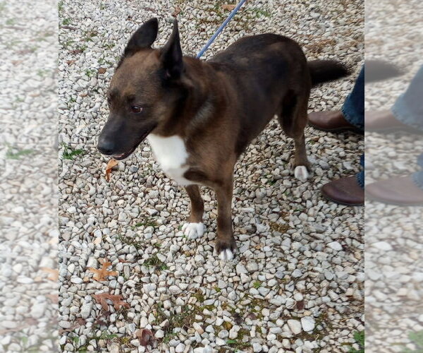 Medium Photo #4 Mutt Puppy For Sale in Frenchburg, KY, USA