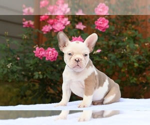 French Bulldog Litter for sale in DECATUR, GA, USA