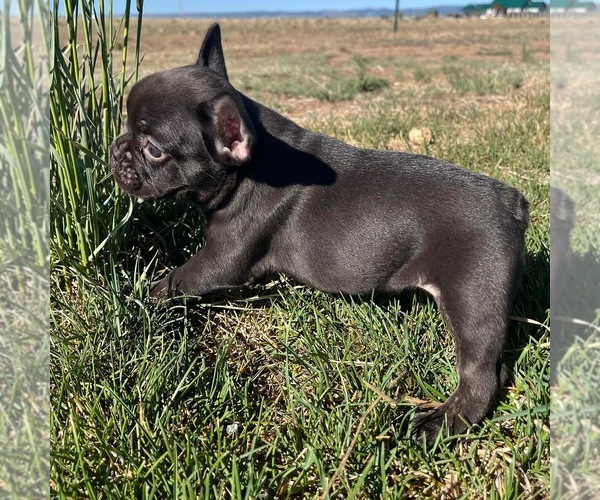Medium Photo #5 French Bulldog Puppy For Sale in COLORADO SPRINGS, CO, USA