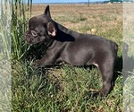 Small Photo #5 French Bulldog Puppy For Sale in COLORADO SPRINGS, CO, USA