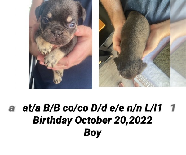 Medium Photo #1 French Bulldog Puppy For Sale in SEBASTIAN, FL, USA
