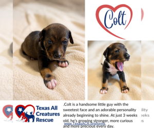Mutt Dogs for adoption in Lillian, TX, USA