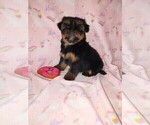 Small #5 Shih Tzu