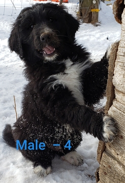Medium Photo #12 Pyredoodle Puppy For Sale in GOWER, MO, USA