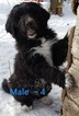 Small Photo #12 Pyredoodle Puppy For Sale in GOWER, MO, USA