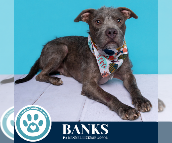 Medium Photo #8 American Pit Bull Terrier-Unknown Mix Puppy For Sale in Kimberton, PA, USA