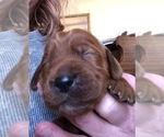 Small Photo #1 Irish Setter Puppy For Sale in MERIDIAN, ID, USA