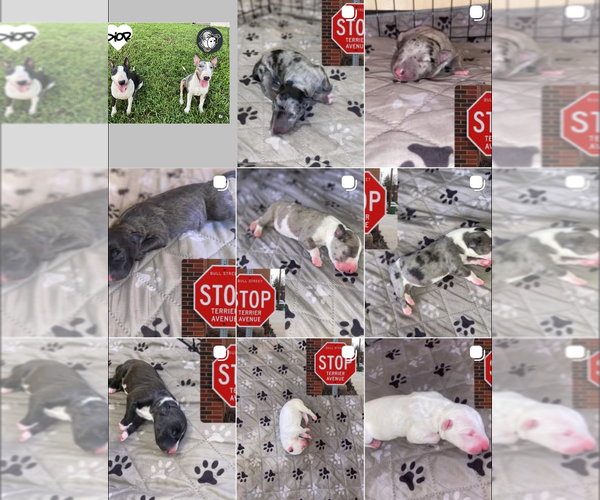 Medium Photo #1 Bull Terrier Puppy For Sale in PEMBROKE PINES, FL, USA