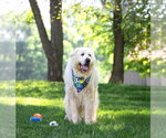 Small #4 Great Pyrenees Mix