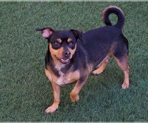 Uno - Male Chipin Dog for Adoption - Photo #4