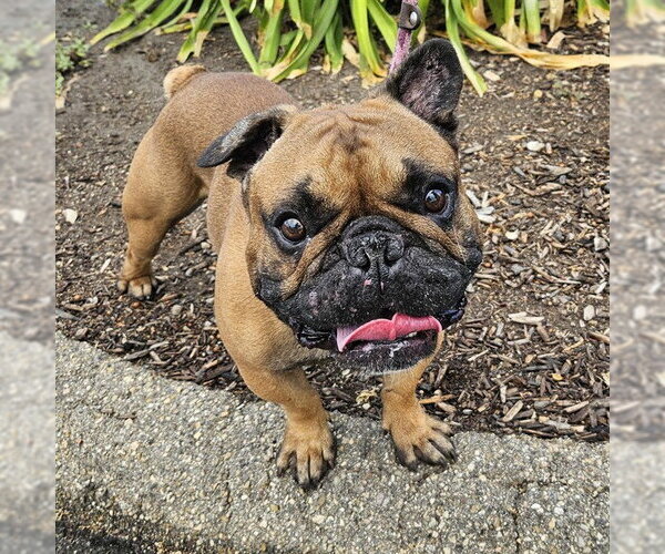 Medium Photo #1 French Bulldog Puppy For Sale in Camarillo, CA, USA