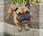 Small French Bulldog