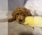 Small #1 Goldendoodle