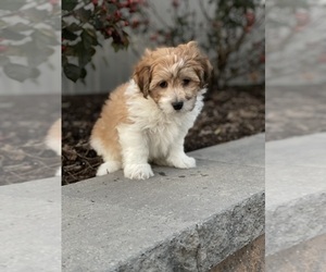 La-Chon Puppy for sale in CANOGA, NY, USA