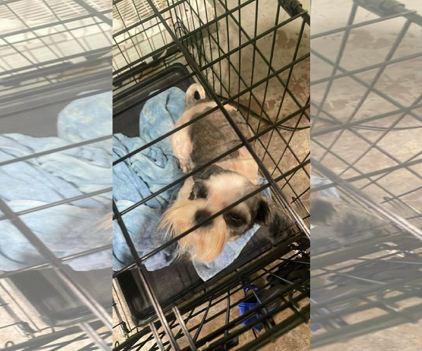 Medium Photo #3 Shih Tzu Puppy For Sale in Lewistown, PA, USA