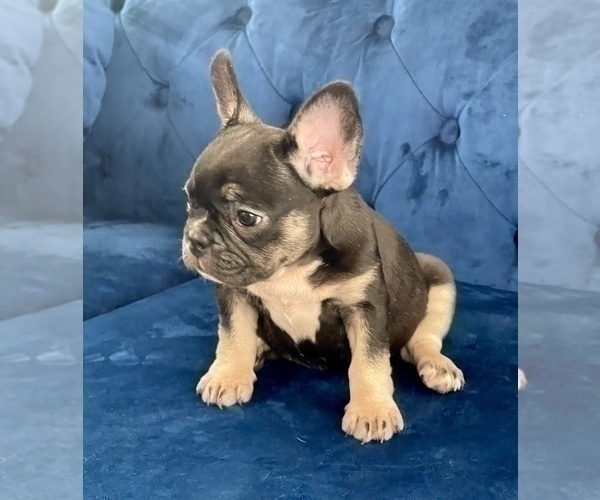 Medium Photo #8 French Bulldog Puppy For Sale in WILSON, WY, USA