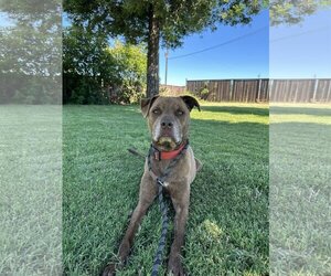 Labrador Retriever-Staffordshire Bull Terrier Mix Dogs for adoption in Chico, CA, USA