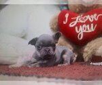 Small #16 French Bulldog