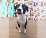 Zadie- Mrs personality - Female Border Collie-Unknown Mix Dog for Adoption - Small photo