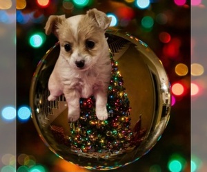 Chihuahua-Chiweenie Mix Puppy for sale in CLIFTON, CO, USA