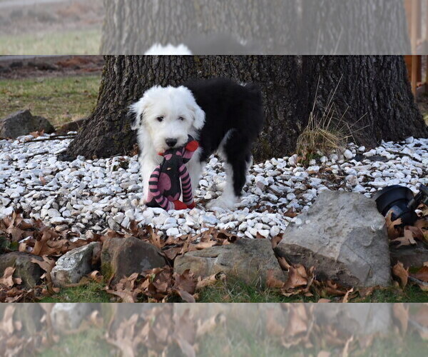 Medium Photo #62 Old English Sheepdog Puppy For Sale in MARIONVILLE, MO, USA