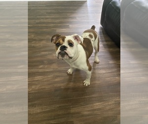 Victorian Bulldog Puppy for sale in SAINT CHARLES, MO, USA