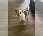 Small Victorian Bulldog