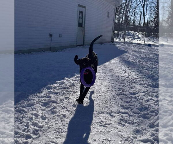 Medium Photo #7 Labrador Retriever-Unknown Mix Puppy For Sale in Muskegon, MI, USA