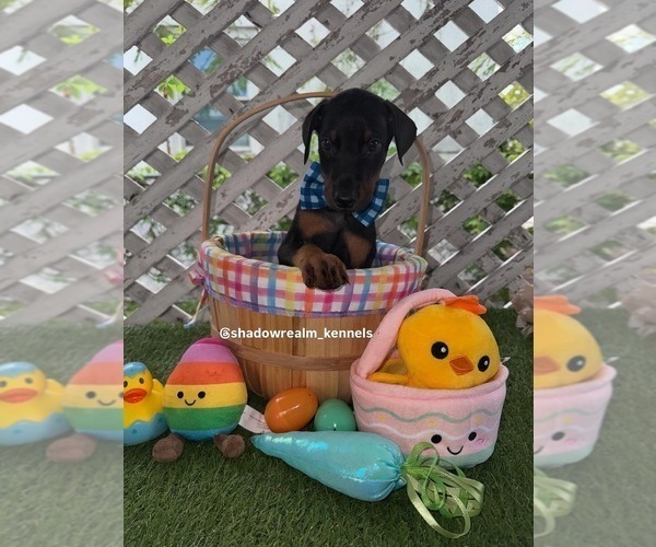 Medium Photo #1 Doberman Pinscher Puppy For Sale in HOLLYWOOD, FL, USA