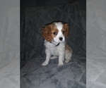 Small Photo #3 Cavalier King Charles Spaniel Puppy For Sale in HOWLAND, OH, USA