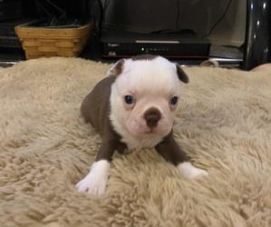 Boston Terrier Puppy for sale in FREDONIA, KS, USA