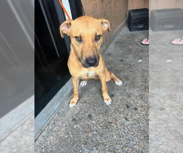 Medium Photo #1 American Staffordshire Terrier-Unknown Mix Puppy For Sale in Pasadena, TX, USA