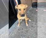 Small American Staffordshire Terrier Mix