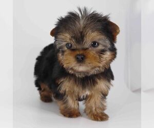 Yorkshire Terrier Puppy for sale in LOS ANGELES, CA, USA