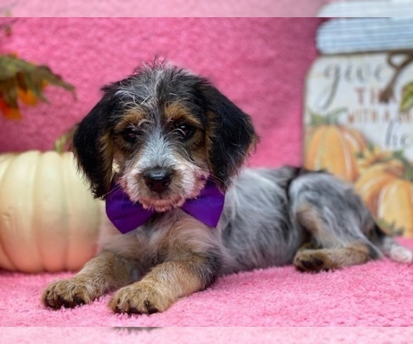 View Ad Poogle Puppy for Sale near Pennsylvania, LANCASTER, USA. ADN
