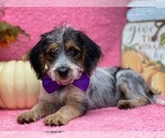 Small Photo #1 Poogle Puppy For Sale in LANCASTER, PA, USA
