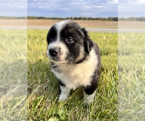 Border Collie-Miniature Australian Shepherd Mix Puppy for sale in SILVER LAKE, IN, USA
