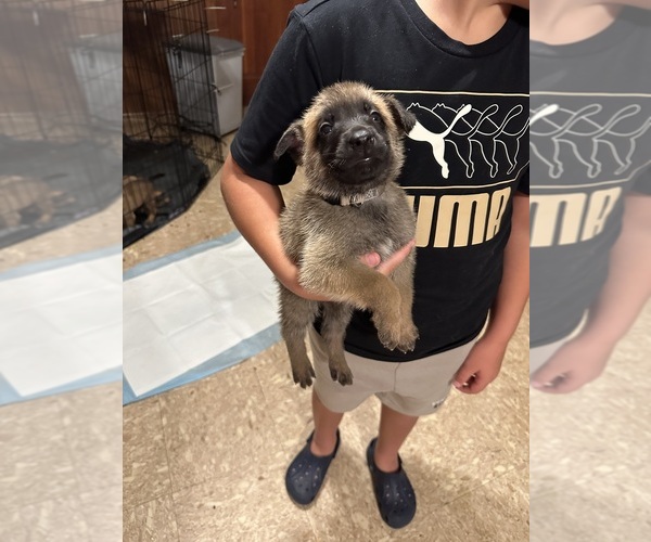 Medium Photo #7 Belgian Malinois Puppy For Sale in SMITHFIELD, NC, USA