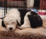 Small Photo #2 Old English Sheepdog Puppy For Sale in WILMINGTON, OH, USA