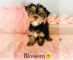 Image preview for Ad Listing. Nickname: YORKIE