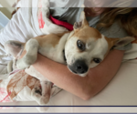 Small #12 American Pit Bull Terrier-Chihuahua Mix