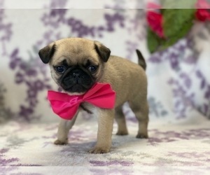Pug Puppy for sale in LANCASTER, PA, USA