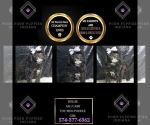 Poodle (Toy) Puppy for sale in WARSAW, IN, USA