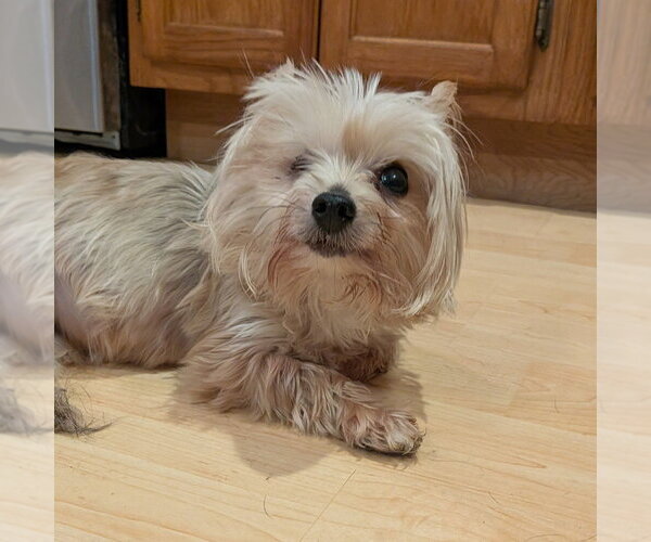 Medium Photo #5 Mutt Puppy For Sale in Vail, AZ, USA