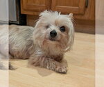 Small #4 Mutt