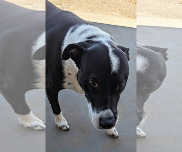 Medium Photo #3 Labrador Retriever-Unknown Mix Puppy For Sale in Pena Blanca, NM, USA