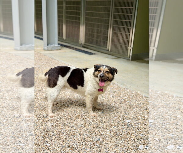 Medium Photo #5 Australian Shepherd-Beagle Mix Puppy For Sale in West Cornwall, CT, USA