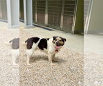 Small #4 Australian Shepherd-Beagle Mix